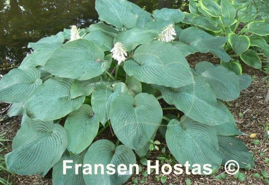 Hosta Bigfoot